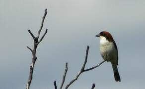 Pie-grièche à tête rousse