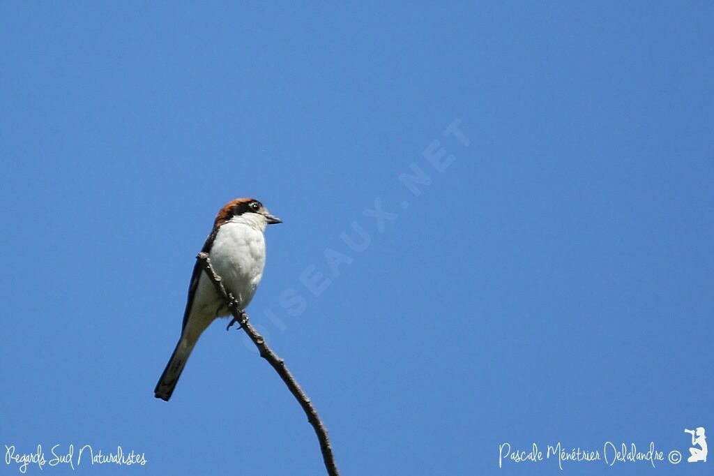 Woodchat Shrike