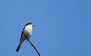 Woodchat Shrike