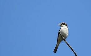 Woodchat Shrike