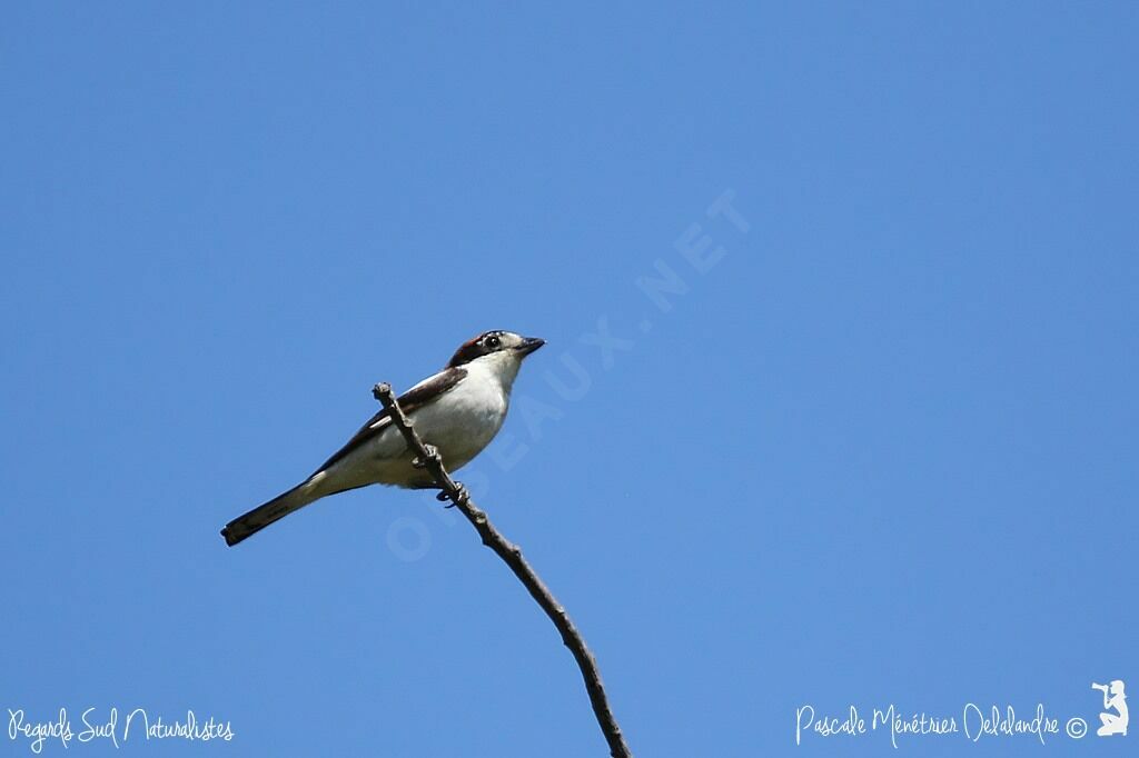 Woodchat Shrike