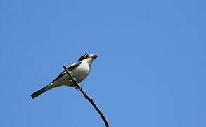 Woodchat Shrike