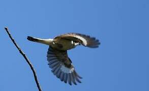 Woodchat Shrike