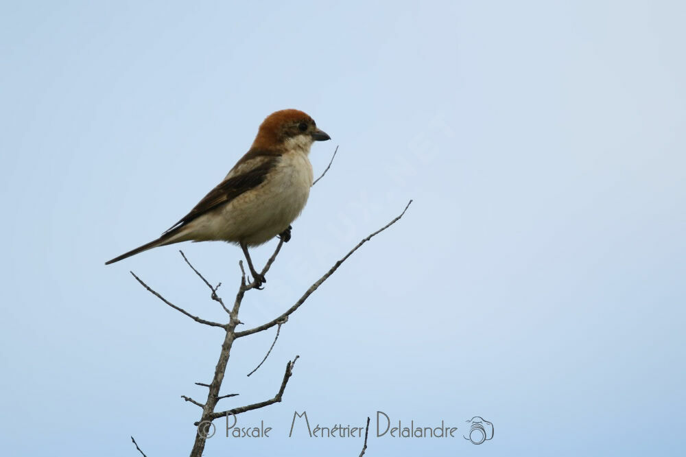 Woodchat Shrike female adult breeding