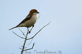 Woodchat Shrike