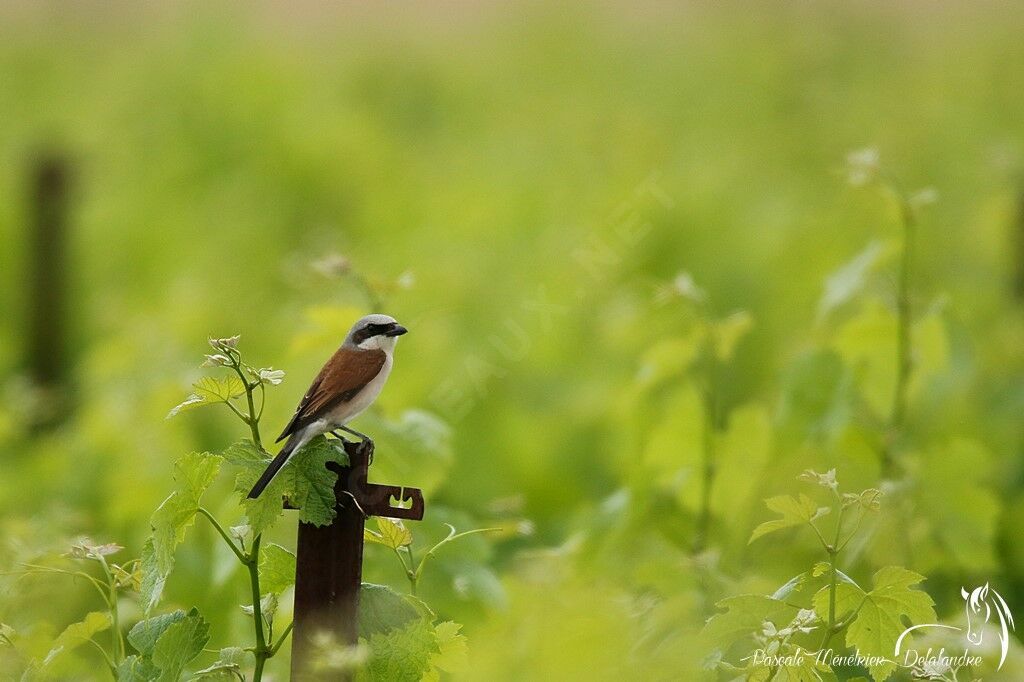 Red-backed Shrike