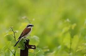 Red-backed Shrike