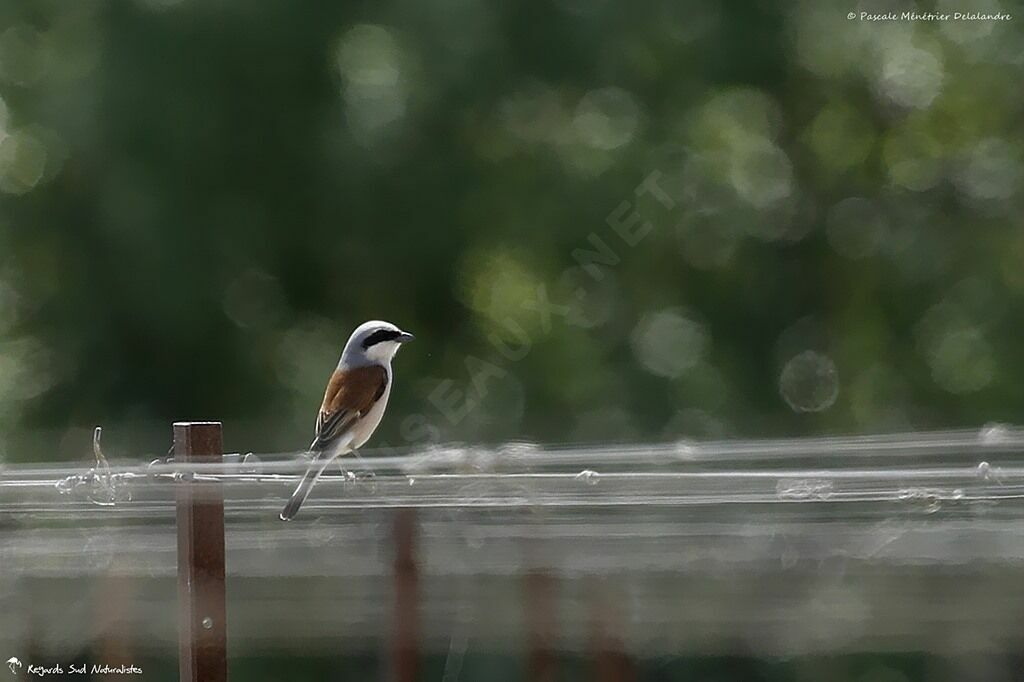 Red-backed Shrike