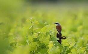 Red-backed Shrike