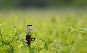 Red-backed Shrike