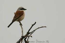 Red-backed Shrike