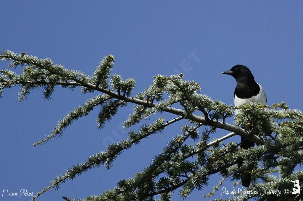 Eurasian Magpie