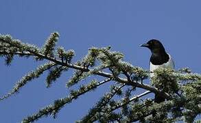 Eurasian Magpie