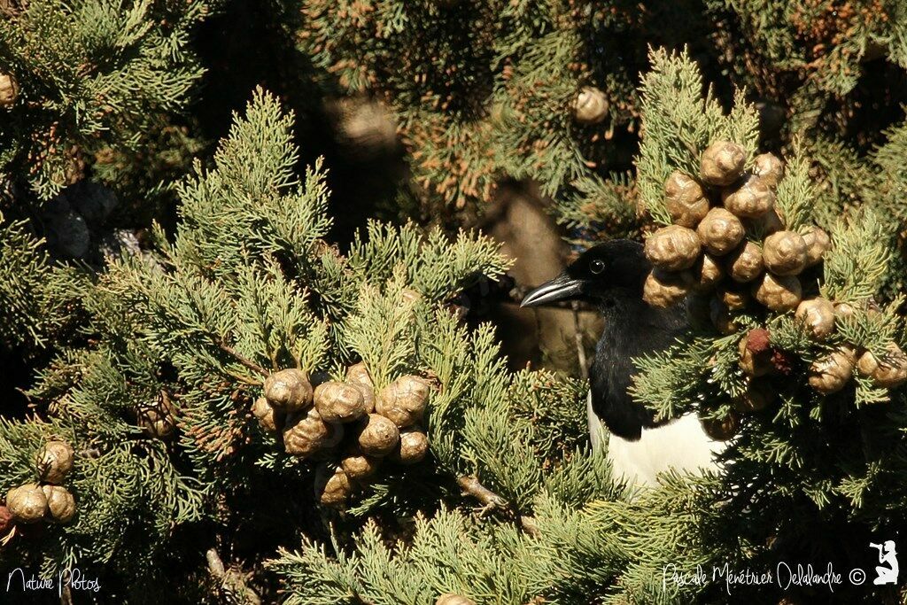 Eurasian Magpie