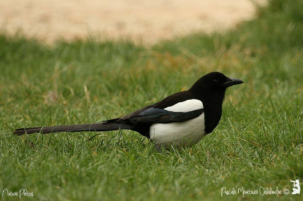 Eurasian Magpie