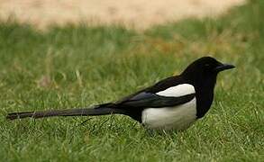 Eurasian Magpie