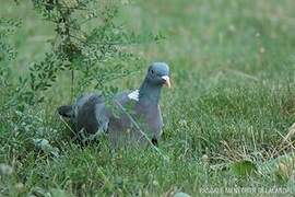 Common Wood Pigeon