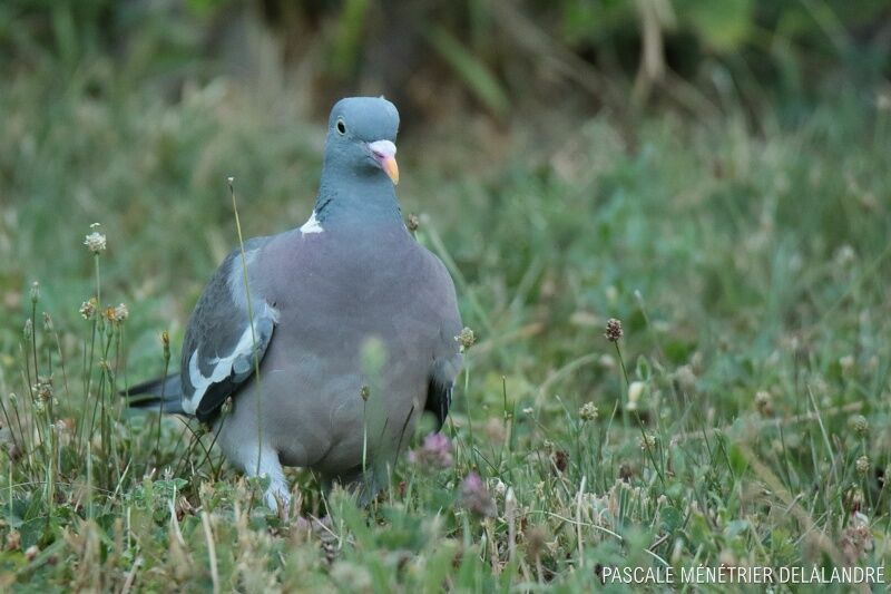 Pigeon ramier