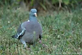 Common Wood Pigeon