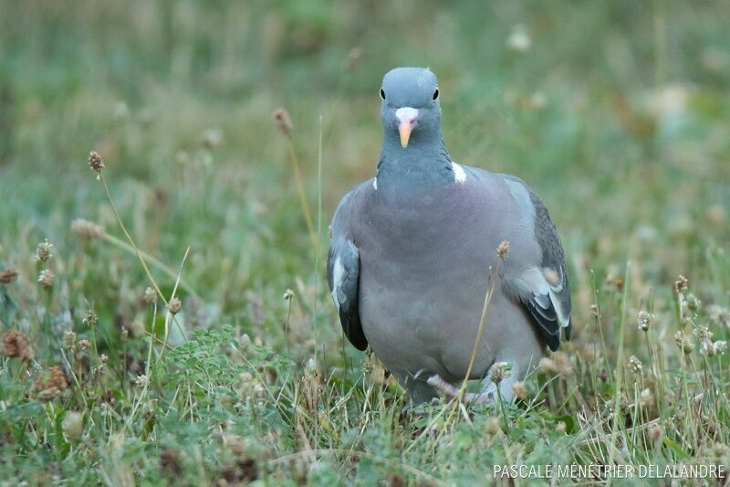 Common Wood Pigeon