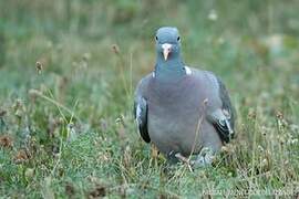 Common Wood Pigeon