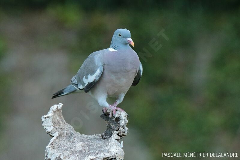 Common Wood Pigeon