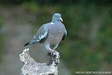 Pigeon ramier