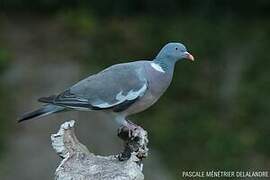 Common Wood Pigeon