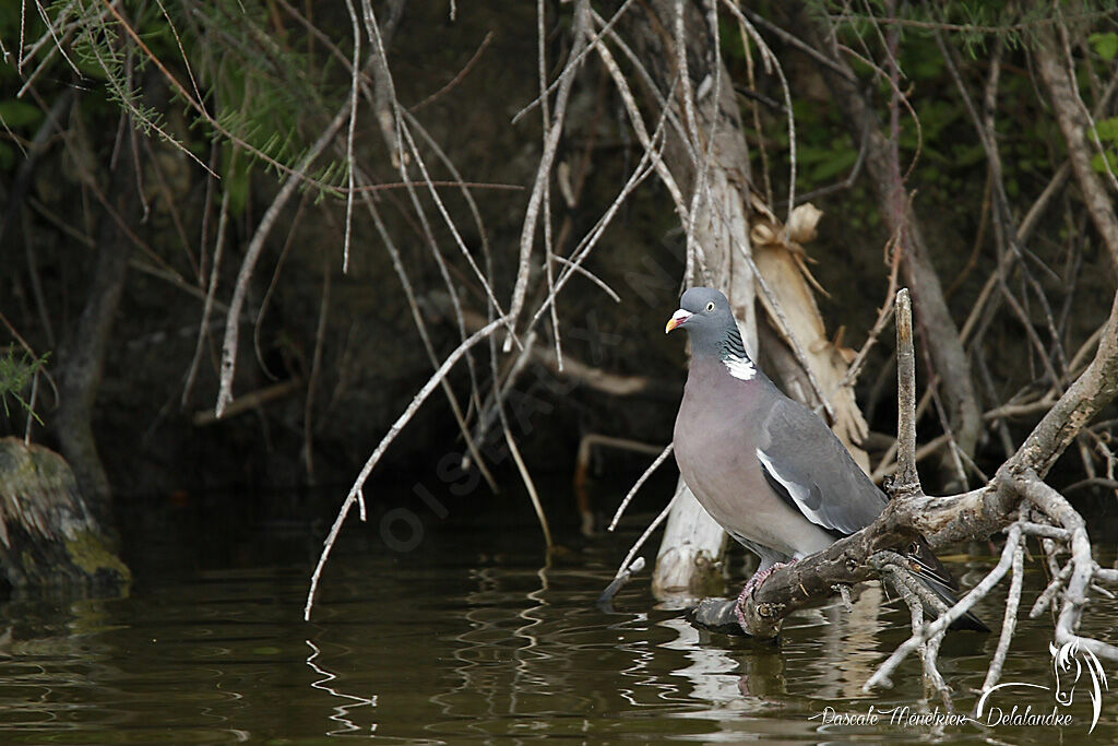 Common Wood Pigeon