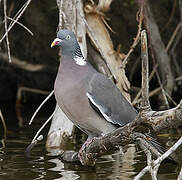 Common Wood Pigeon