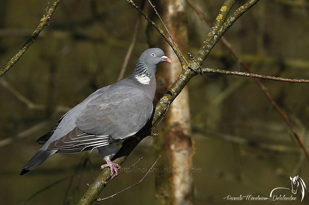 Pigeon ramier