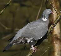 Common Wood Pigeon