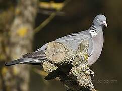 Common Wood Pigeon