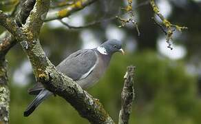 Common Wood Pigeon