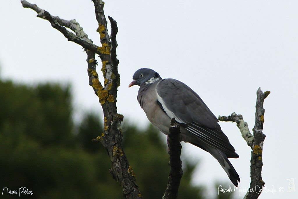 Common Wood Pigeon