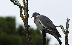 Common Wood Pigeon