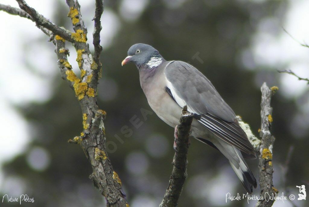 Common Wood Pigeon