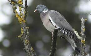 Common Wood Pigeon