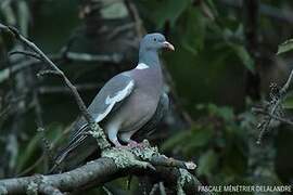 Common Wood Pigeon