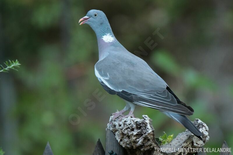 Common Wood Pigeon