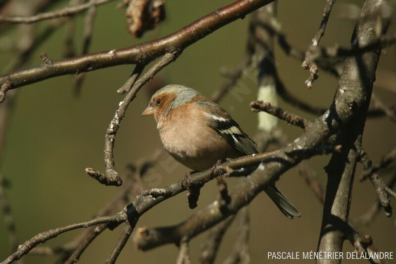 Eurasian Chaffinch