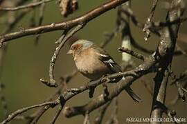 Common Chaffinch