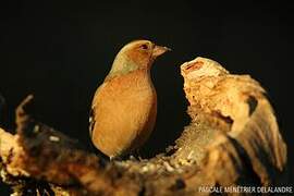 Common Chaffinch