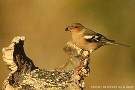 Common Chaffinch