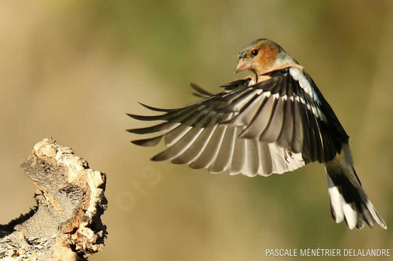 Common Chaffinch male adult