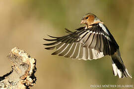 Common Chaffinch