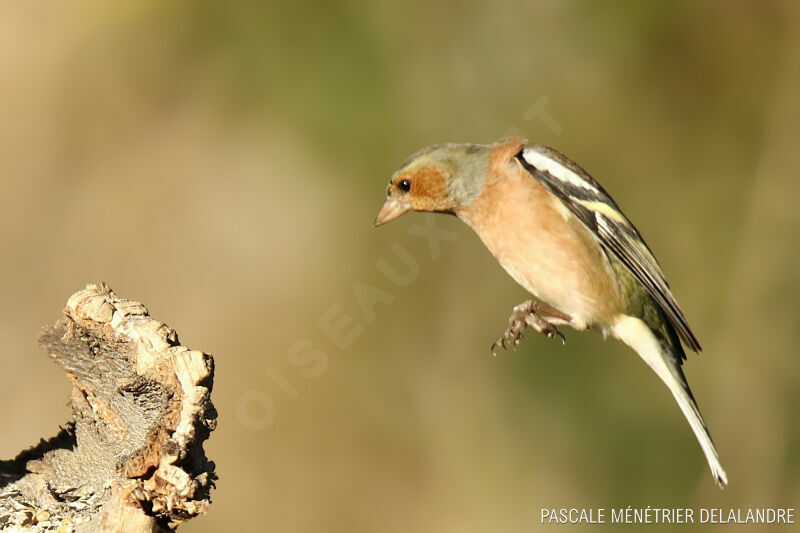 Common Chaffinch male adult