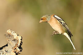 Common Chaffinch