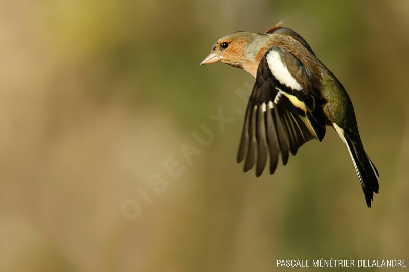 Common Chaffinch male adult