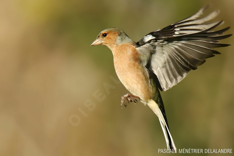 Common Chaffinch male adult